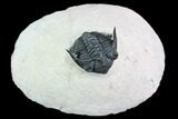 Metacanthina Trilobite - Lghaft, Morocco #108790-1